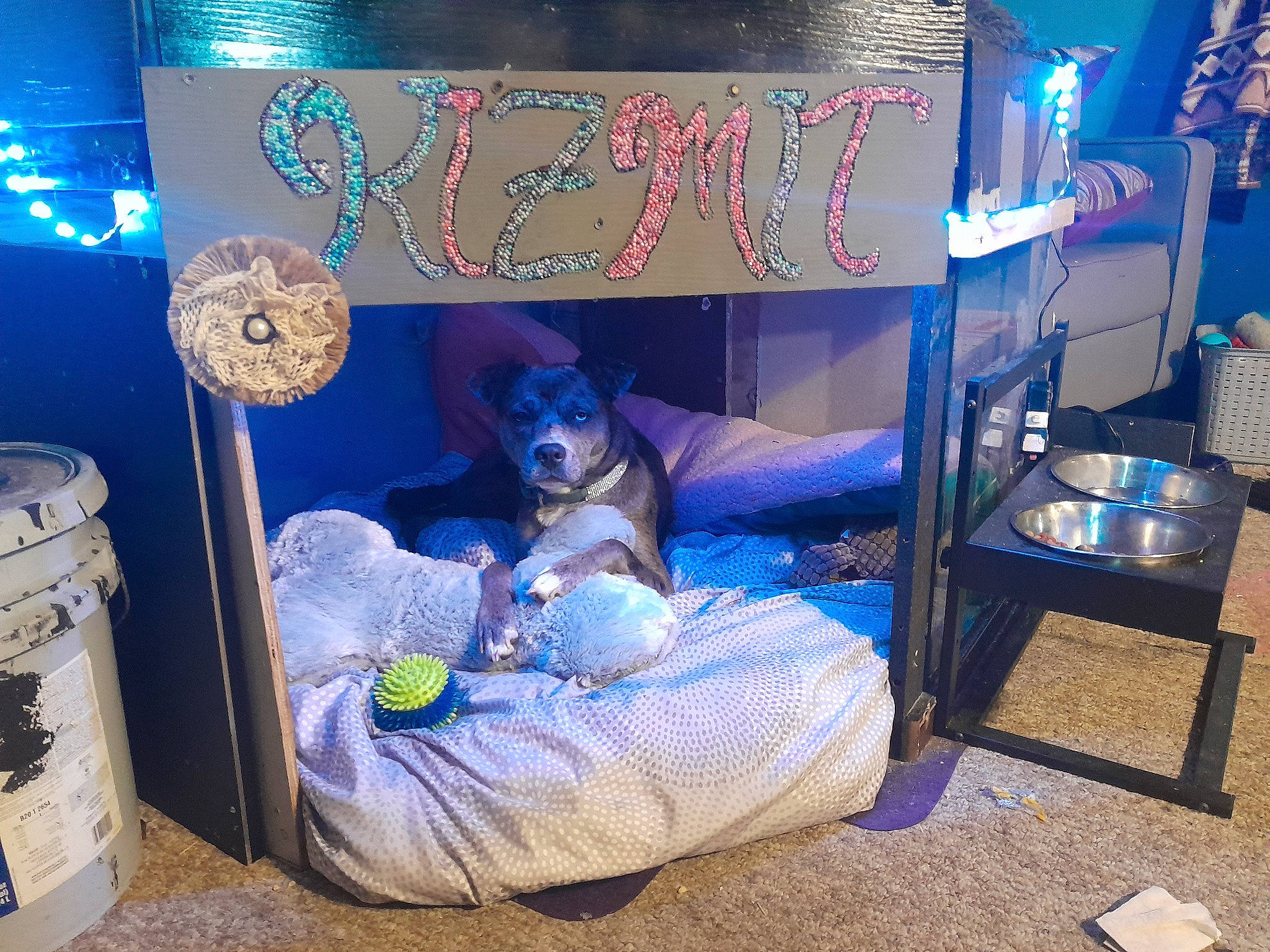 Kizmit is registered to the contest to win money with this photo: blue, carnivore, comfort, companion_dog, decoration, display_device, electric_blue, event, flooring, fun, leisure, magenta, purple, room, teddy_bear, toy