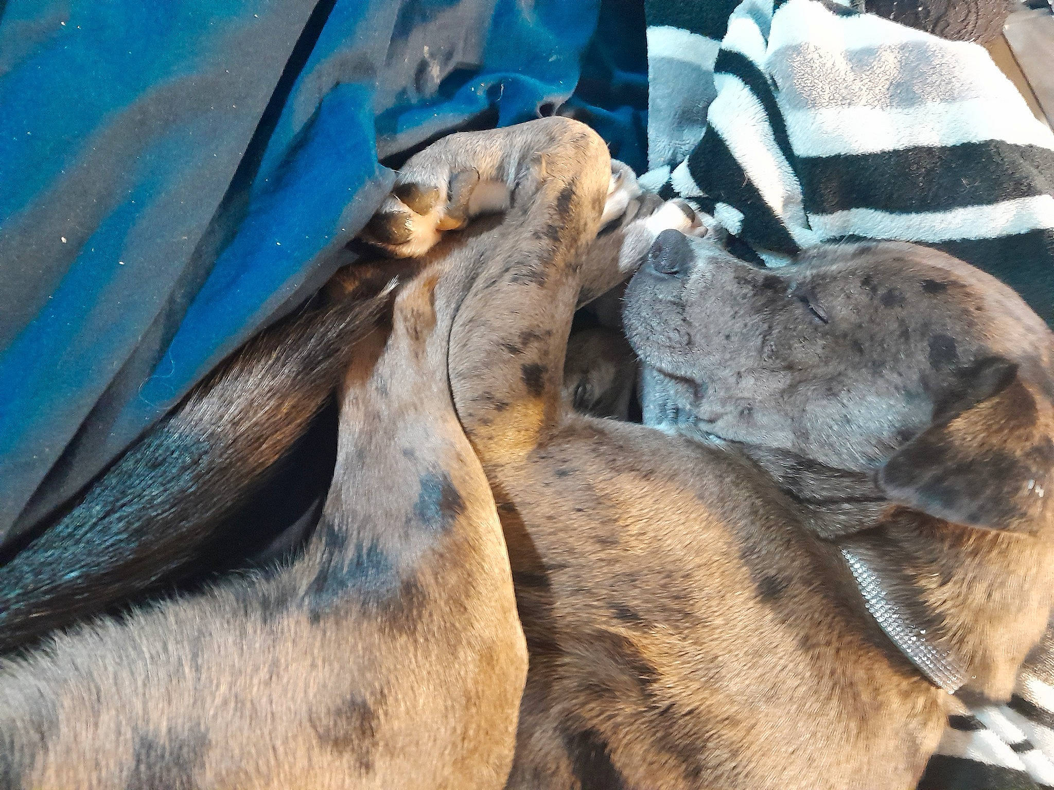 Kizmit is registered to the contest to win money with this photo: canidae, comfort, dog_breed, fawn, felidae, fur, landscape, livestock, mammal, pack_animal, snout, stallion, terrestrial_animal, wildlife, working_animal, zoo