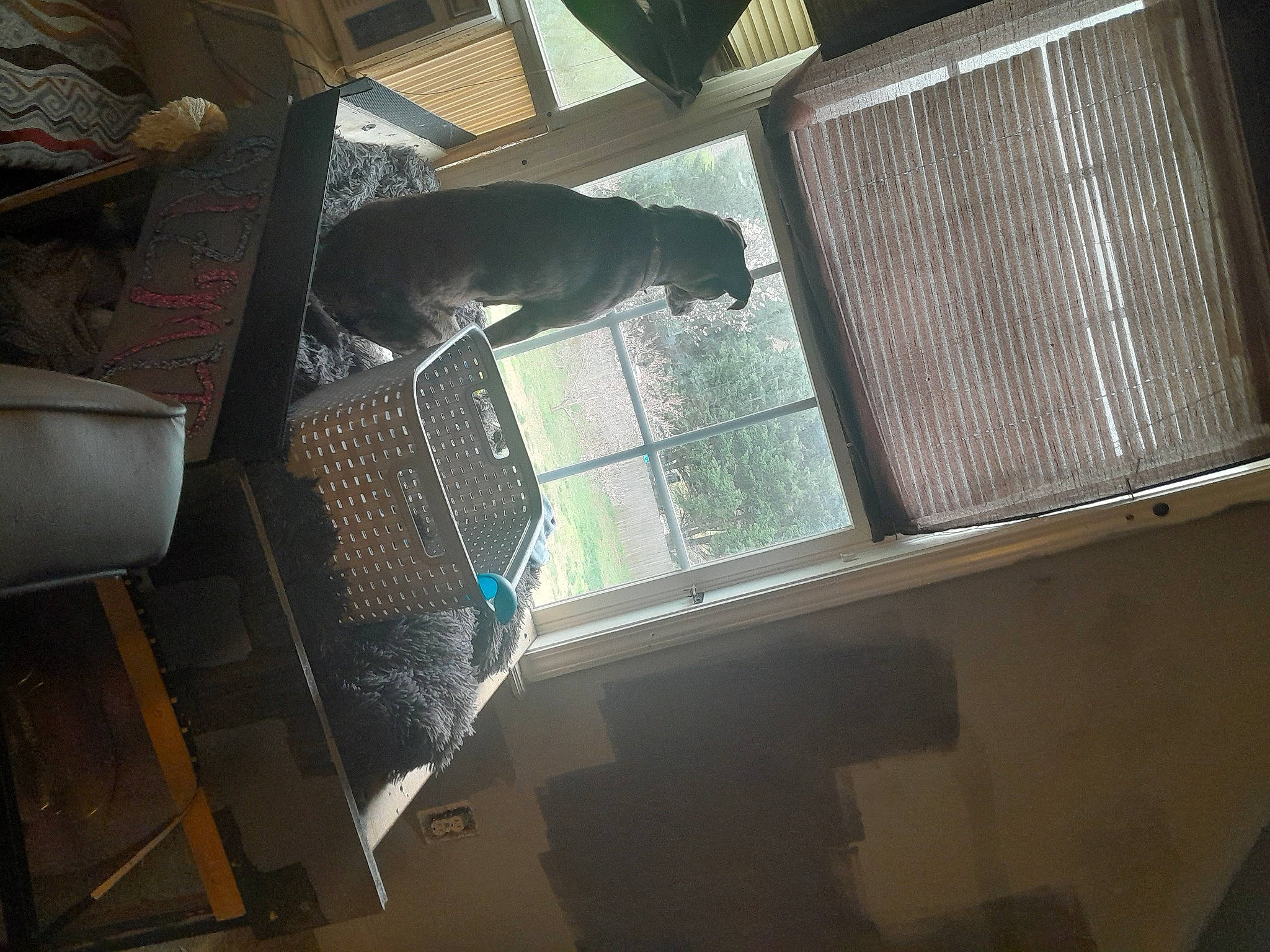 Kizmit is registered to the contest to win money with this photo: carnivore, cat, daylighting, felidae, floor, flooring, glass, hardwood, pet_supply, room, sash_window, shade, small_to_medium_sized_cats, tail, tints_and_shades, whiskers, window, window_covering, window_treatment, wood