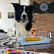 Domino participe au concours pour gagner de l'argent avec cette photo : dog, black_and_white, birthday_candle, number_5, table, chair, dartboard, brick_wall, indoor, tongue_out, pet, celebration, zebra_pattern, white_couch, plant, wooden_table, home, happy, animal, face