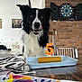 dog, black_and_white, birthday_candle, number_5, table, chair, dartboard, brick_wall, indoor, tongue_out, pet, celebration, zebra_pattern, white_couch, plant, wooden_table, home, happy, animal, face