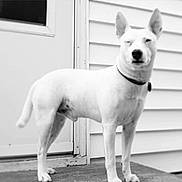 Max joined the competition — help win amazing prizes! alert, animal, canine, collar, dog, domestic_animal, door, ears, four_legs, fur, outdoor, pet, porch, quiet, side_view, siding, squinting, standing, tail, white_dog
