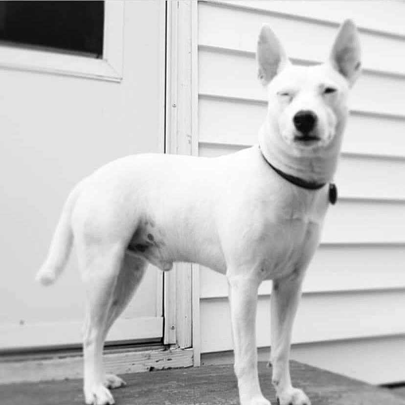 Max
