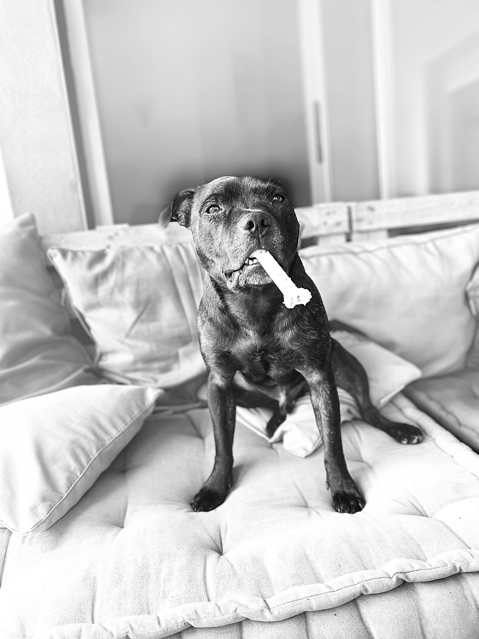 Natcho a rejoint le concours — aidez-le/la à gagner de superbes lots ! black_and_white, canidae, carnivore, comfort, companion_dog, couch, dog, dog_breed, flooring, fur, grey, linens, monochrome, monochrome_photography, room, snout, sporting_group, style, tints_and_shades, working_animal