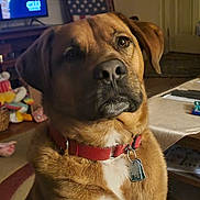 Hank is registered to the contest to win money with this photo: basket, calm, candle_jar, cigarette_pack, coffee_table, couch, dog, door, indoor, lighter, living_room, pet, photograph_frames, red_collar, remote_control, rug, stuffed_toys, television, wooden_chest, wooden_furniture