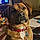 Hank