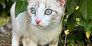 Viky a rejoint le concours — aidez-le/la à gagner de superbes lots ! kitten, cat, blue_eyes, outdoor, greenery, leaves, plant, nature, young_cat, fur, whiskers, ground, curious, animal, pet, small, cute, close_up, exploring, daylight