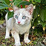 kitten, cat, blue_eyes, outdoor, greenery, leaves, plant, nature, young_cat, fur, whiskers, ground, curious, animal, pet, small, cute, close_up, exploring, daylight