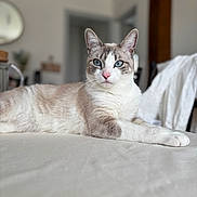 Viky a rejoint le concours — aidez-le/la à gagner de superbes lots ! cat, blue_eyes, lying_down, indoor, feline, pet, fur, whiskers, close_up, relaxed, table, domestic_animal, home, animal, cute, portrait, soft_light, resting, focus, mammal