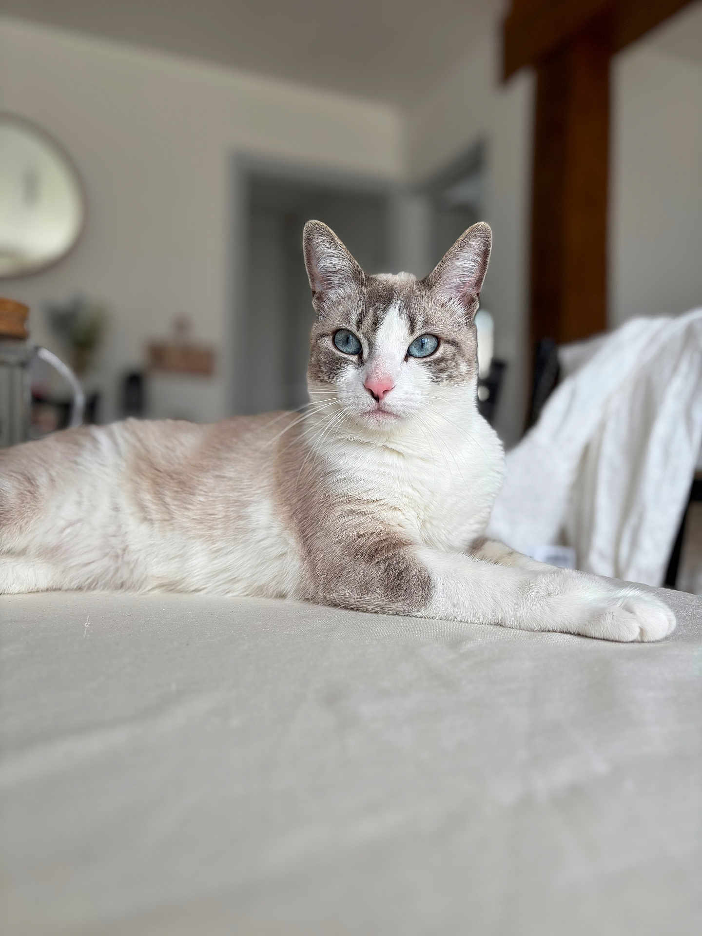 Viky a rejoint le concours — aidez-le/la à gagner de superbes lots ! cat, blue_eyes, lying_down, indoor, feline, pet, fur, whiskers, close_up, relaxed, table, domestic_animal, home, animal, cute, portrait, soft_light, resting, focus, mammal