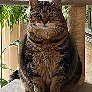 Olive is registered to the contest to win money with this photo: cat, tabby, pet, indoor, cat_tree, plant, greenery, feline, fur, whiskers, ears, sitting, wooden_table, cozy, home, animal, portrait, looking, calm, relaxed