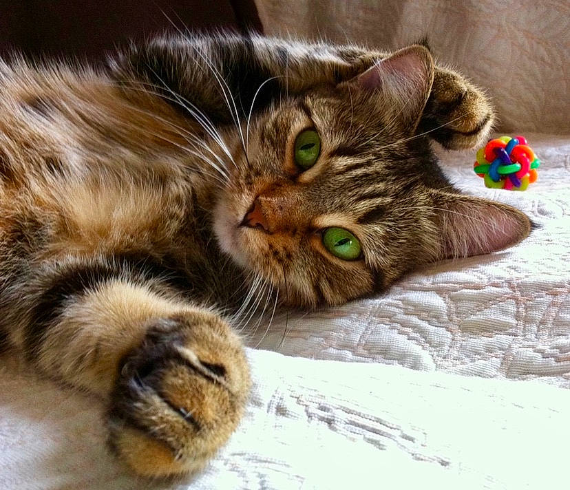 Carat participe au concours pour gagner de l'argent avec cette photo : asian, carnivore, cat, claw, close_up, domestic_short_haired_cat, dragon_li, european_shorthair, eye, felidae, fur, kitten, paw, pixie_bob, siberian, small_to_medium_sized_cats, snout, somali, tabby_cat, whiskers