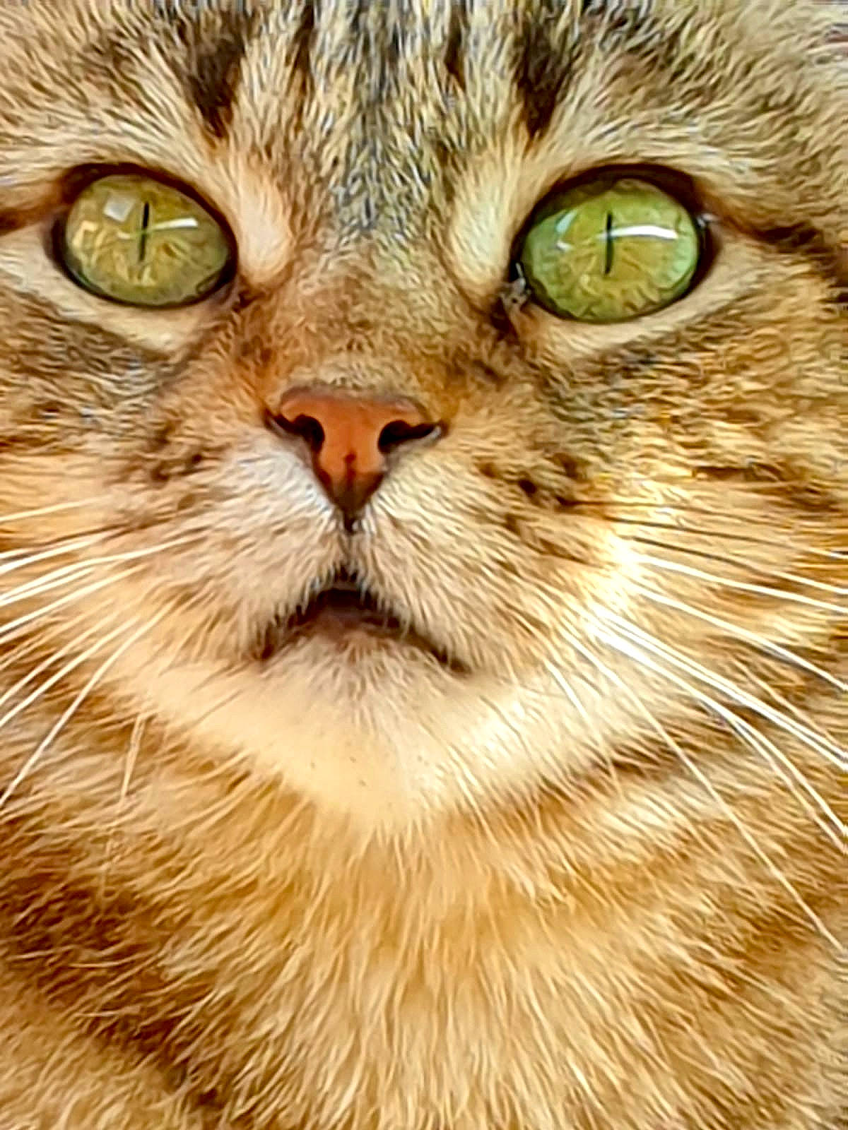 Carat a rejoint le concours — aidez-le/la à gagner de superbes lots ! american_bobtail, asian, carnivore, cat, close_up, domestic_short_haired_cat, european_shorthair, eye, felidae, fur, mammal, nose, organ, persian, photography, siberian, small_to_medium_sized_cats, snout, tabby_cat, whiskers