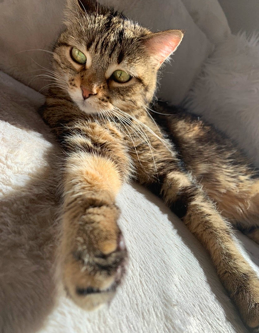 Carat a rejoint le concours — aidez-le/la à gagner de superbes lots ! aegean_cat, american_wirehair, asian, carnivore, cat, domestic_short_haired_cat, dragon_li, european_shorthair, felidae, fur, kitten, mammal, paw, pixie_bob, polydactyl_cat, siberian, small_to_medium_sized_cats, tabby_cat, whiskers, wild_cat