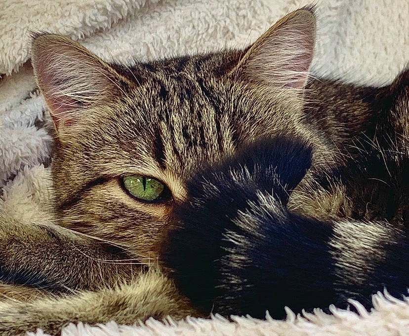 Carat participe au concours pour gagner de l'argent avec cette photo : asian, carnivore, cat, close_up, domestic_short_haired_cat, dragon_li, ear, european_shorthair, eye, felidae, fur, kitten, nap, nose, sky, sleep, small_to_medium_sized_cats, snout, tabby_cat, whiskers