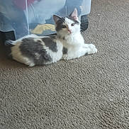 Oreo is registered to the contest to win money with this photo: cat, pet, carpet, indoor, plastic_container, clothing, relaxed, white, gray, animal, feline, fur, laying_down, domestic, cozy, curious, home, quiet, soft, resting
