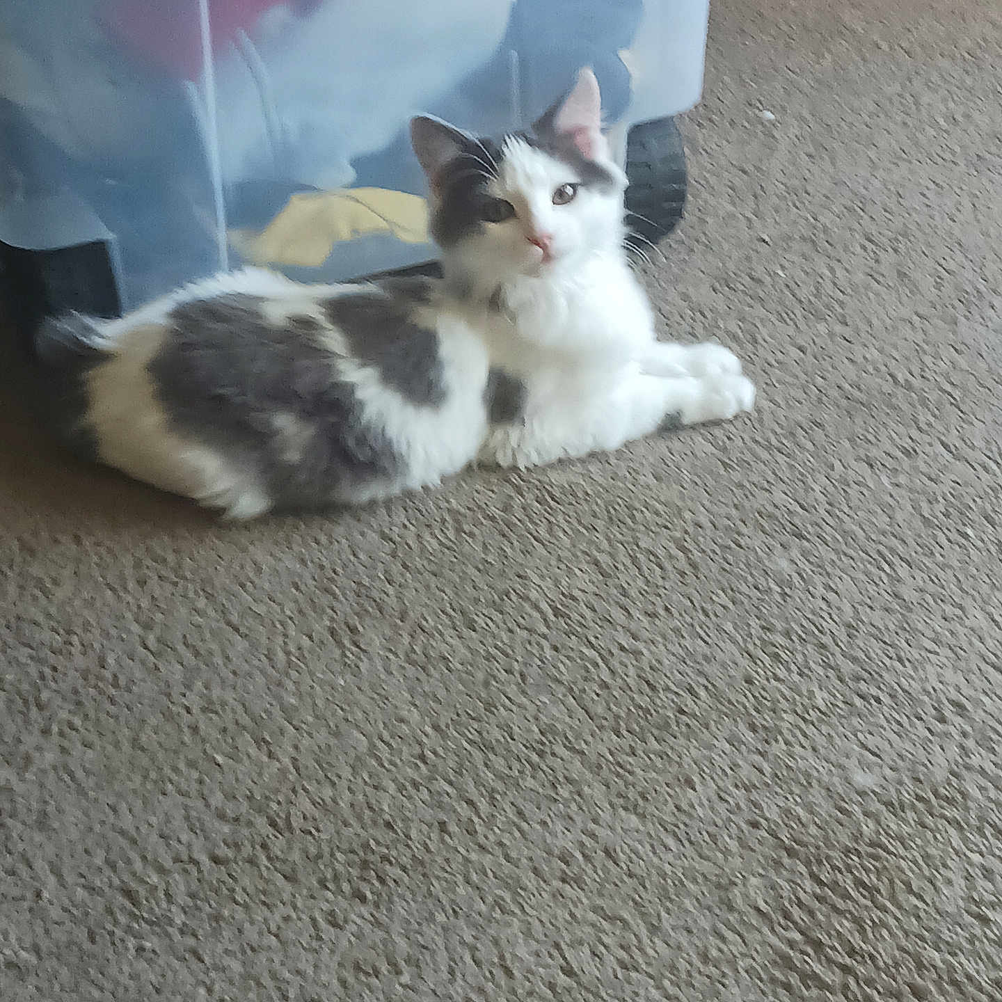 Oreo is registered to the contest to win money with this photo: animal, carpet, cat, clothing, cozy, curious, domestic, feline, fur, gray, home, indoor, laying_down, pet, plastic_container, quiet, relaxed, resting, soft, white