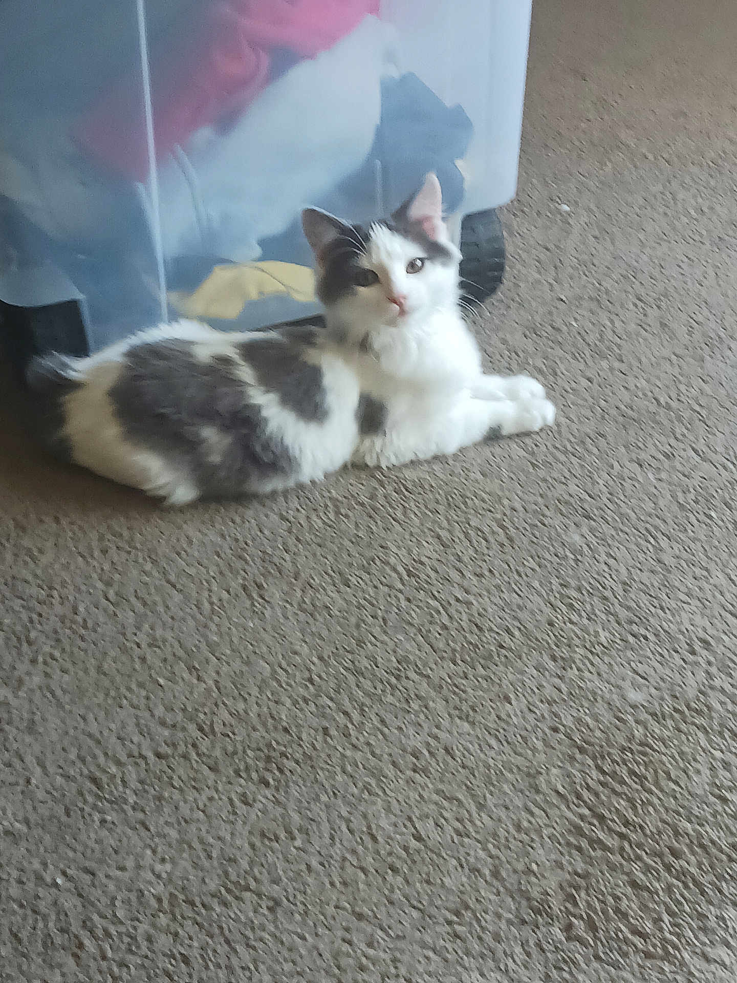 Oreo is registered to the contest to win money with this photo: cat, pet, carpet, indoor, plastic_container, clothing, relaxed, white, gray, animal, feline, fur, laying_down, domestic, cozy, curious, home, quiet, soft, resting
