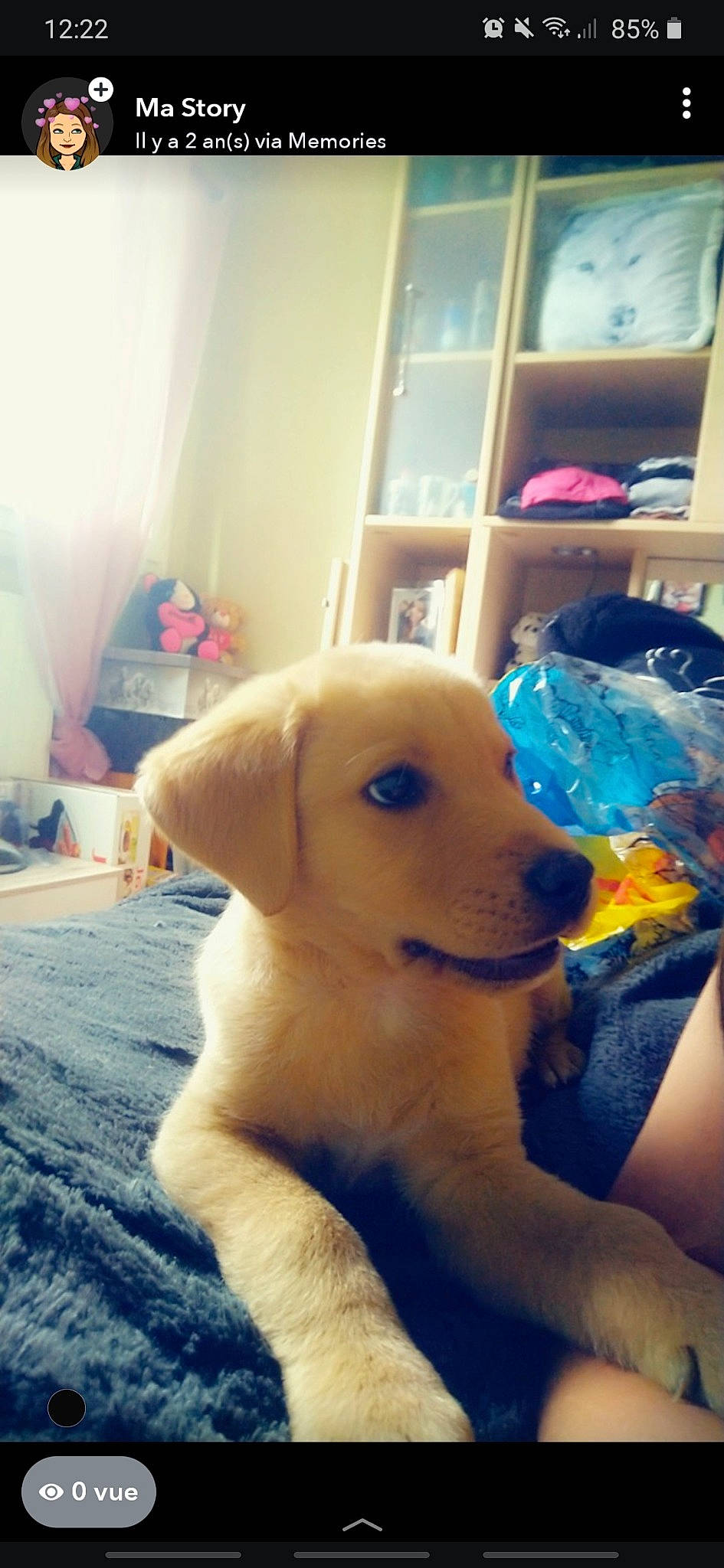 Simba a rejoint le concours — aidez-le/la à gagner de superbes lots ! beagador, canidae, carnivore, companion_dog, dog, dog_breed, fawn, golden_retriever, labrador_husky, labrador_retriever, mammal, nose, puppy, puppy_love, retriever, snout, sporting_group