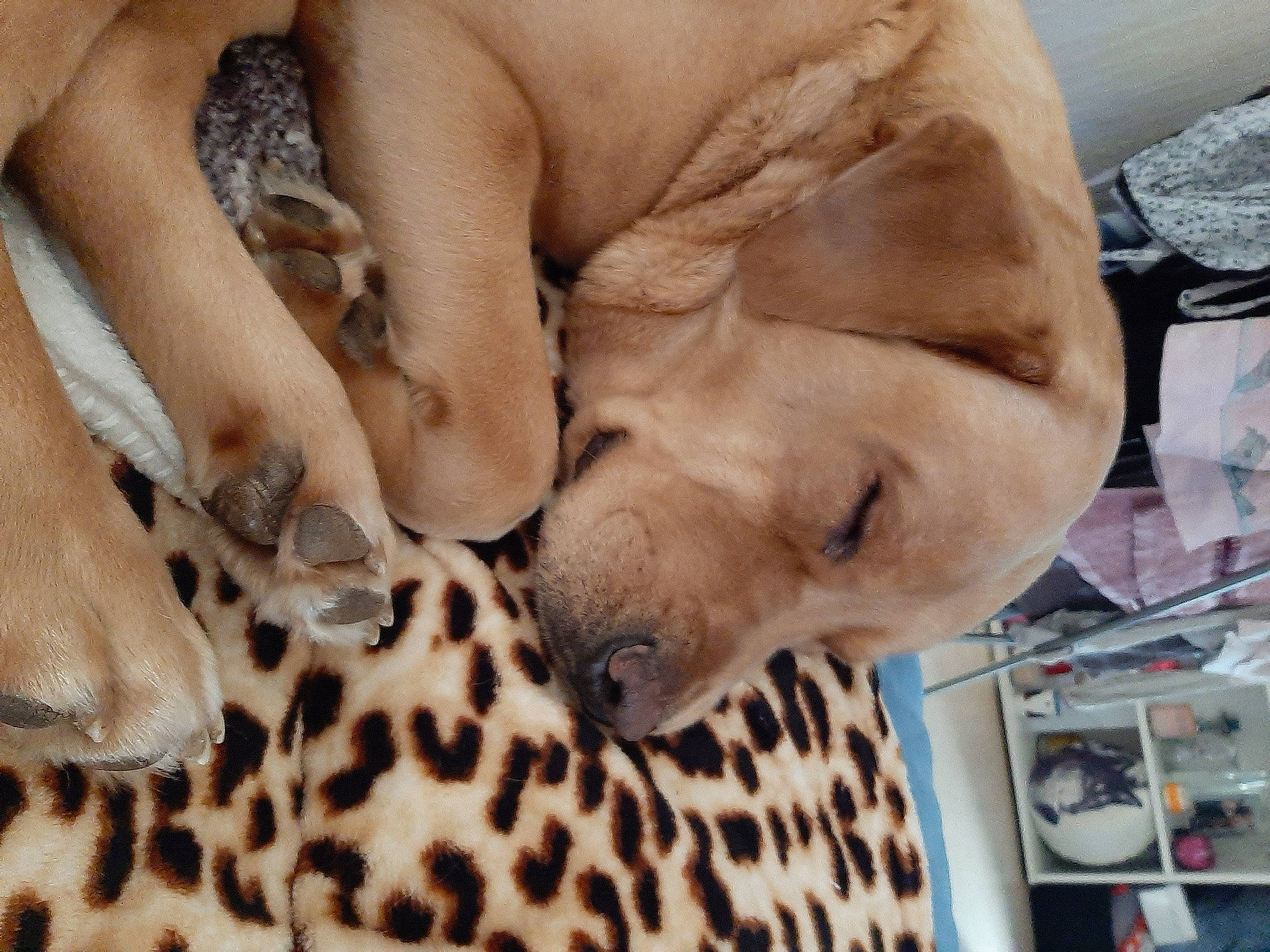 Simba a rejoint le concours — aidez-le/la à gagner de superbes lots ! black_mouth_cur, canidae, carnivore, dog, dog_breed, fawn, non_sporting_group, paw, puppy, puppy_love, snout, sporting_group