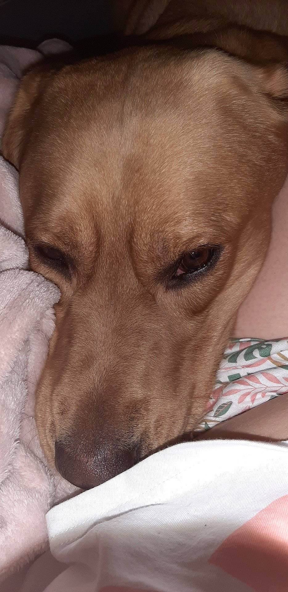 Simba a rejoint le concours — aidez-le/la à gagner de superbes lots ! canidae, carnivore, companion_dog, dog, dog_breed, ear, fawn, mammal, nose, snout, sporting_group, vertebrate, whiskers