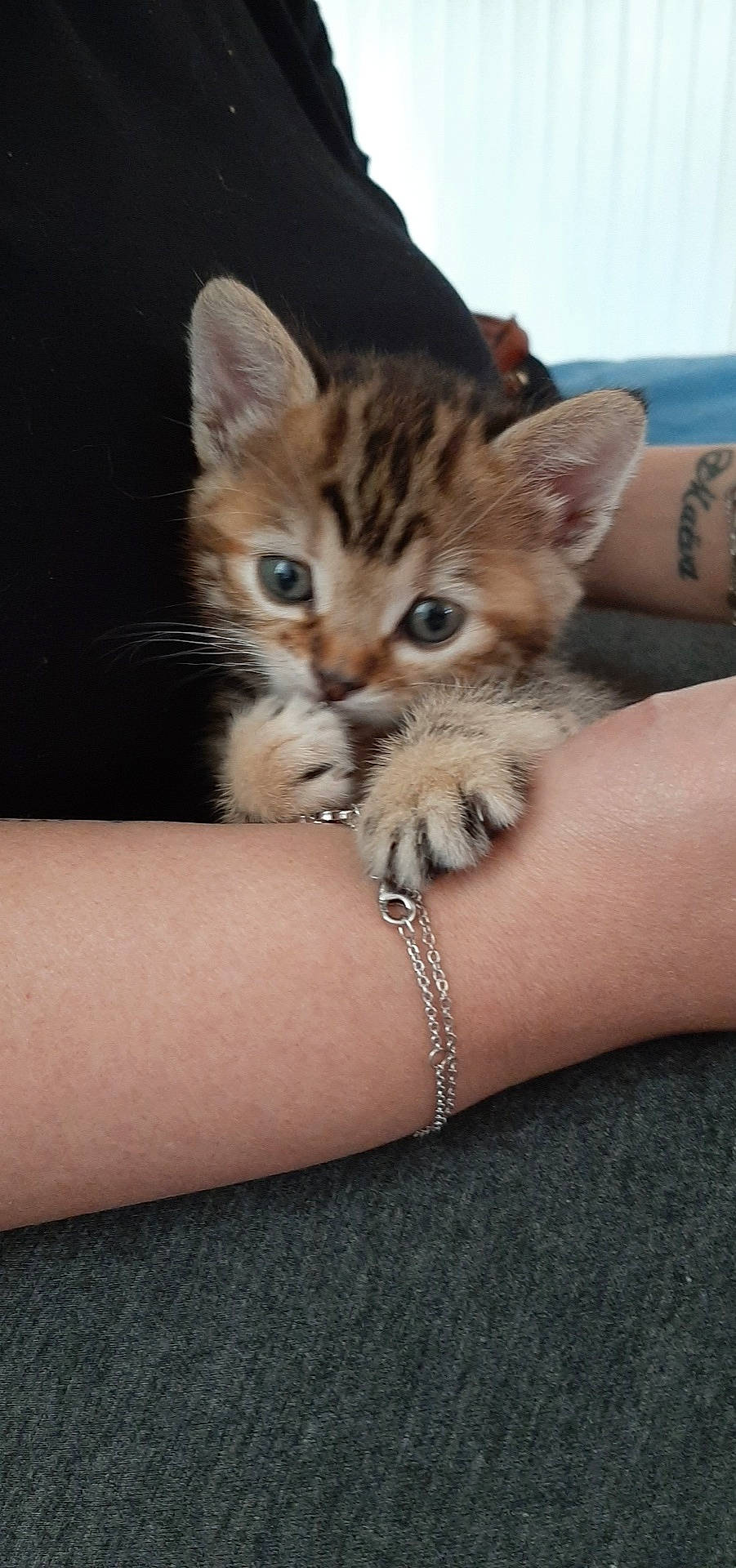 Perle a rejoint le concours — aidez-le/la à gagner de superbes lots ! american_shorthair, asian, australian_mist, bengal, carnivore, cat, claw, domestic_short_haired_cat, dragon_li, egyptian_mau, european_shorthair, felidae, hand, kitten, mammal, pixie_bob, small_to_medium_sized_cats, tabby_cat, vertebrate, whiskers