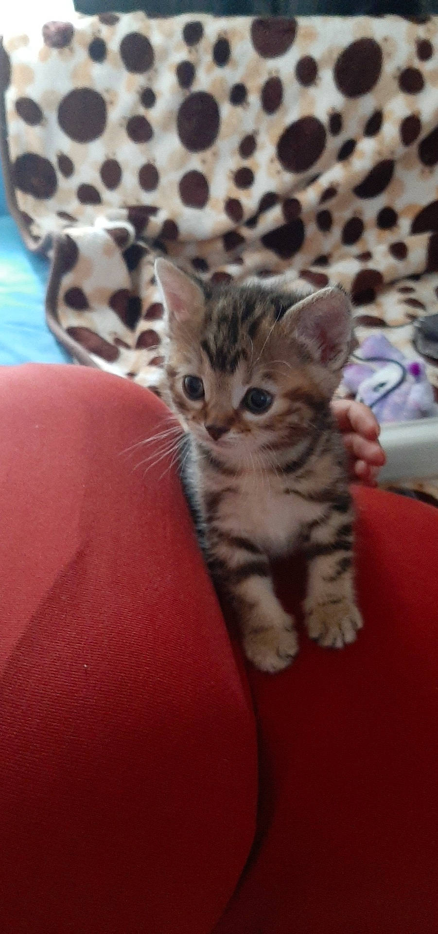 Perle participe au concours pour gagner de l'argent avec cette photo : american_shorthair, asian, australian_mist, bengal, california_spangled, carnivore, cat, domestic_short_haired_cat, dragon_li, egyptian_mau, european_shorthair, felidae, kitten, mammal, pixie_bob, small_to_medium_sized_cats, tabby_cat, toyger, vertebrate, whiskers