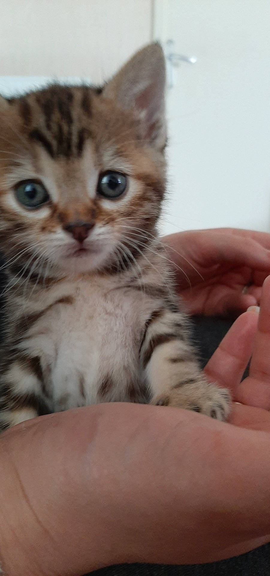 Perle participe au concours pour gagner de l'argent avec cette photo : aegean_cat, american_curl, american_shorthair, american_wirehair, asian, australian_mist, carnivore, cat, domestic_short_haired_cat, dragon_li, european_shorthair, felidae, kitten, mammal, pixie_bob, siberian, small_to_medium_sized_cats, tabby_cat, vertebrate, whiskers