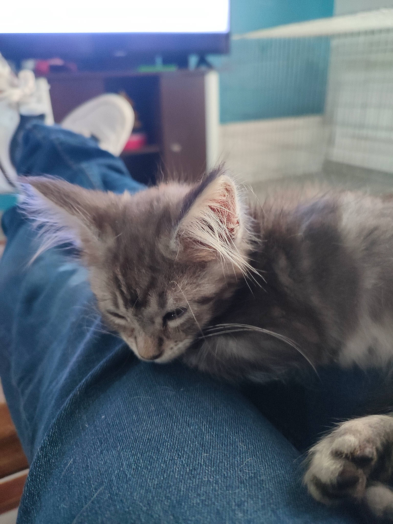 Isoka a rejoint le concours — aidez-le/la à gagner de superbes lots ! carnivore, cat, chair, claw, comfort, couch, domestic_short_haired_cat, eye, felidae, fur, grey, lap, nap, paw, sitting, sleep, small_to_medium_sized_cats, snout, tail, whiskers