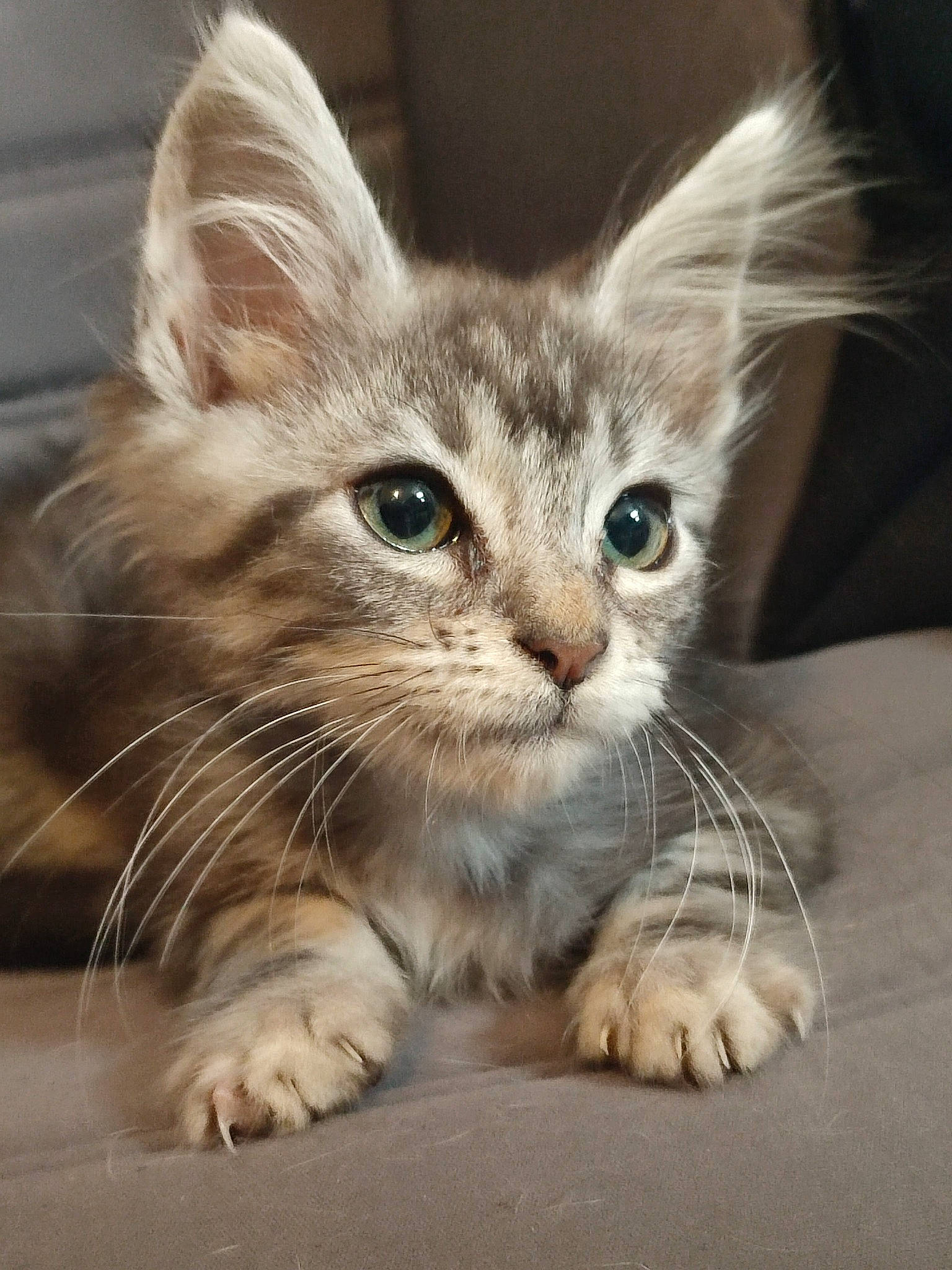 Isoka participe au concours pour gagner de l'argent avec cette photo : carnivore, cat, claw, comfort, domestic_short_haired_cat, ear, fawn, felidae, fur, iris, paw, photo_caption, sitting, small_to_medium_sized_cats, snout, tail, terrestrial_animal, whiskers