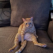 Hunter is registered to the contest to win money with this photo: animal, cat, couch, curious, cute, domestic_cat, funny_pose, fur, furniture, home, indoor, legs, looking_at_camera, orange_tabby, paws, pet, relaxed, sitting, tail, whiskers