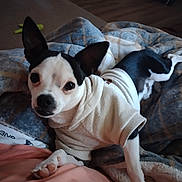 Munchkin joined the competition — help win amazing prizes! animal, black_and_white, blanket, canine, carpet, companion, cozy, curious, cute, dog, ears, home, indoor, lying_down, pet, relaxed, small_dog, soft_lighting, sweater, toy