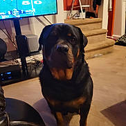 Prince joined the competition — help win amazing prizes! dog, rottweiler, indoor, carpet, stairs, television, sports, living_room, furniture, electronics, couch, ladder, clothing, pet, animal, brown, black, household, calm, curious