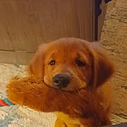 Chancey is registered to the contest to win money with this photo: dog, puppy, brown_fur, stuffed_toy, indoors, carpet, close_up, face, nose, eyes, floppy_ears, pet, cozy, fuzzy, toy, adorable, soft_lighting, portrait, lying_down, home_interior