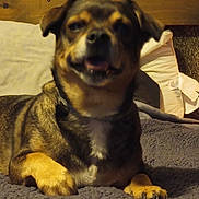 Sammy is registered to the contest to win money with this photo: animal, blanket, brown_fur, couch, cozy, dog, ears, face, fur, furniture, home, indoor, paw, pet, pillow, relaxed, resting, small_dog, snout, wooden_shelf