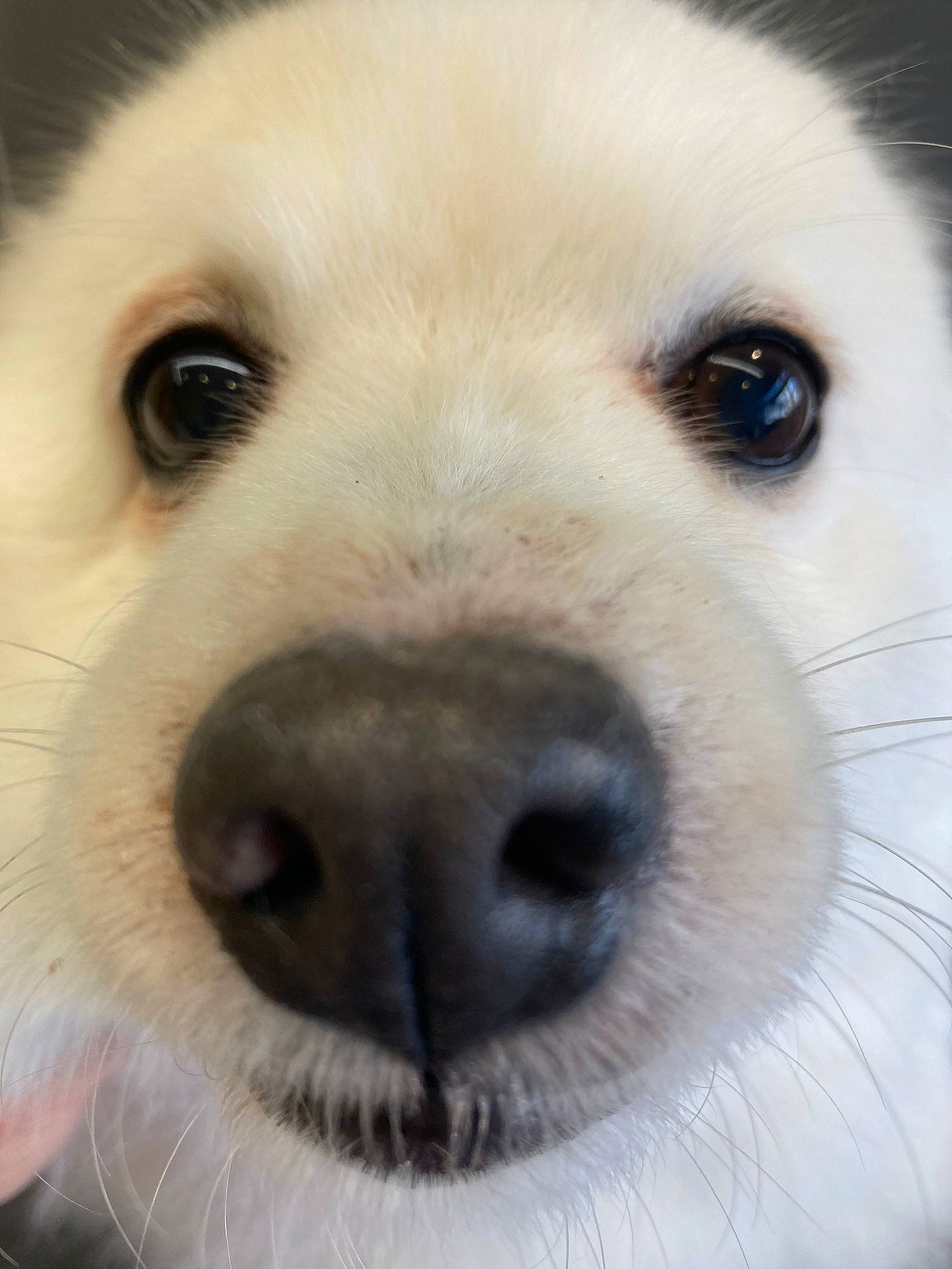 Hylia participe au concours pour gagner de l'argent avec cette photo : ancient_dog_breeds, canidae, carnivore, close_up, companion_dog, dog, dog_breed, ear, eye, face, fur, head, non_sporting_group, nose, polish_tatra_sheepdog, snout, sporting_group, terrestrial_animal, whiskers, working_animal