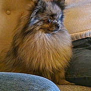 Jerry participe au concours pour gagner de l'argent avec cette photo : dog, fluffy_dog, small_dog, pomeranian, pet, animal, fur, long_hair, brown_fur, black_fur, couch, sofa, person, sweater, jeans, indoor, living_room, seated, portrait, companion