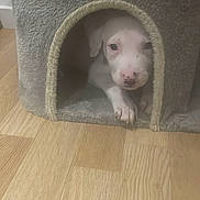 Snow a rejoint le concours — aidez-le/la à gagner de superbes lots ! puppy, dog, white_dog, puppy_face, dog_house, pet_house, cozy, hardwood_floor, indoor, cute, curious, paw, nose, eyes, muzzle, snug, shelter, soft_texture, portrait, flooring