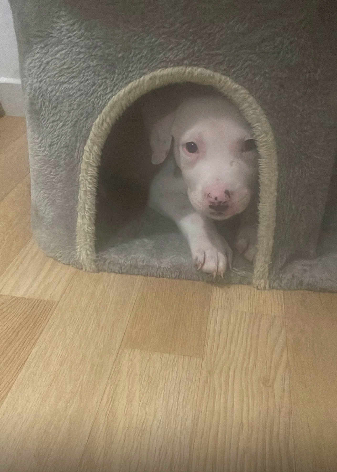 Snow a rejoint le concours — aidez-le/la à gagner de superbes lots ! puppy, dog, white_dog, puppy_face, dog_house, pet_house, cozy, hardwood_floor, indoor, cute, curious, paw, nose, eyes, muzzle, snug, shelter, soft_texture, portrait, flooring