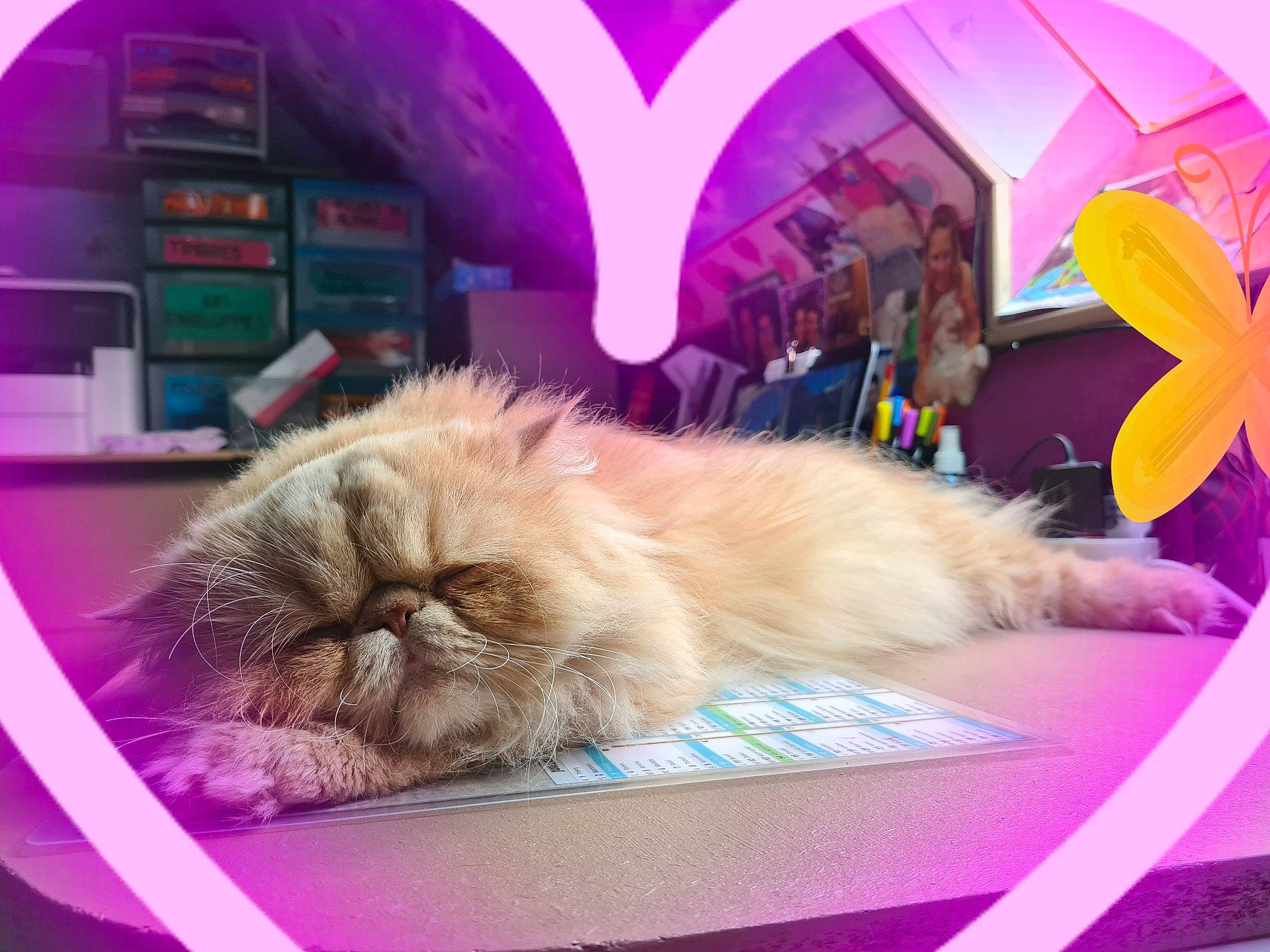 Floppy a rejoint le concours — aidez-le/la à gagner de superbes lots ! carnivore, cat, comfort, companion_dog, domestic_short_haired_cat, event, fawn, felidae, fur, happy, magenta, nap, paw, photo_caption, pink, purple, small_to_medium_sized_cats, snout, violet, whiskers