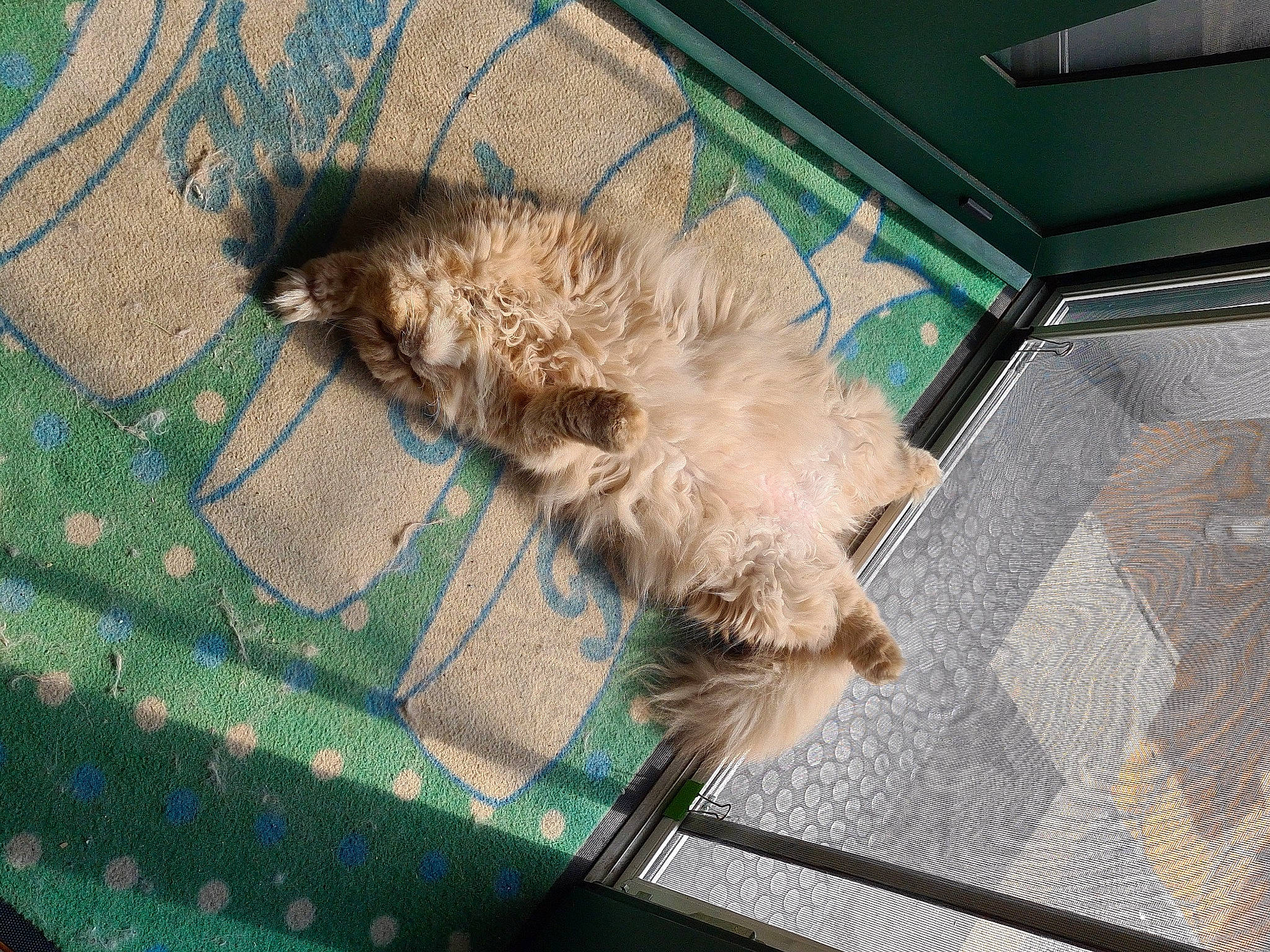 Floppy a rejoint le concours — aidez-le/la à gagner de superbes lots ! canidae, carnivore, comfort, companion_dog, dog, dog_breed, fawn, flooring, fur, linens, liver, pattern, small_terrier, small_to_medium_sized_cats, sporting_group, tail, terrier, toy_dog