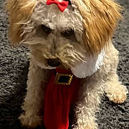 Sade Scarlette is registered to the contest to win money with this photo: accessory, animal, bow, carpet, companion, cute, decorative, dog, fluffy, fur, holiday, indoor, mammal, pet, portrait, red_bow, red_scarf, scarf, sitting, small_dog