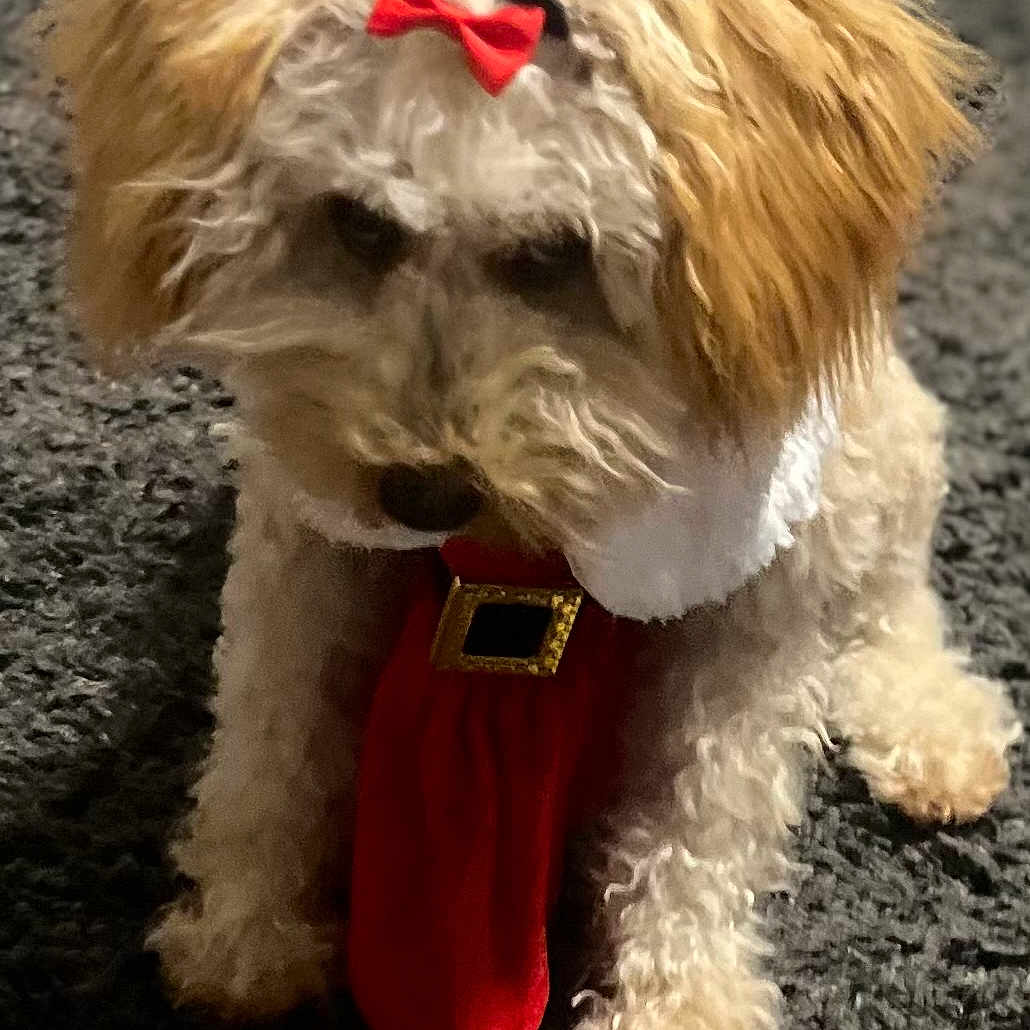 Sade Scarlette is registered to the contest to win money with this photo: accessory, animal, bow, carpet, companion, cute, decorative, dog, fluffy, fur, holiday, indoor, mammal, pet, portrait, red_bow, red_scarf, scarf, sitting, small_dog