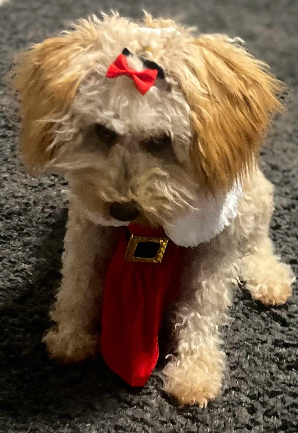 Sade Scarlette is registered to the contest to win money with this photo: accessory, animal, bow, carpet, companion, cute, decorative, dog, fluffy, fur, holiday, indoor, mammal, pet, portrait, red_bow, red_scarf, scarf, sitting, small_dog