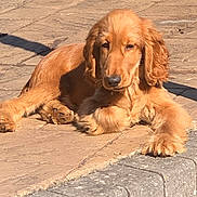 Buddy is registered to the contest to win money with this photo: dog, golden_brown, long_ears, fluffy, laying_down, pavement, outdoor, sunlight, shadow, curb, relaxed, pet, canine, fur, animal, daylight, resting, close_up, mammal, cute