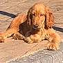 dog, golden_brown, long_ears, fluffy, laying_down, pavement, outdoor, sunlight, shadow, curb, relaxed, pet, canine, fur, animal, daylight, resting, close_up, mammal, cute
