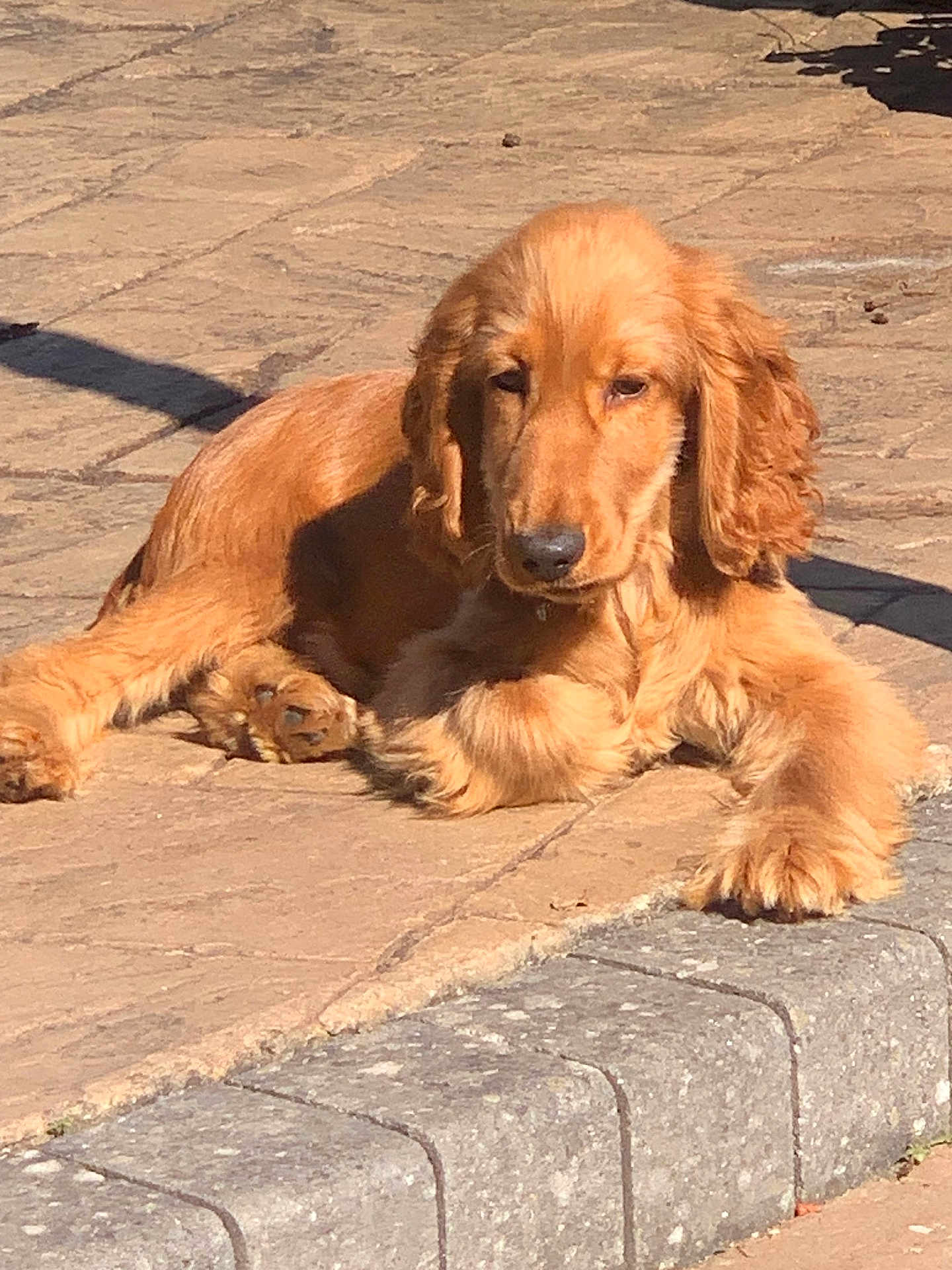 Buddy