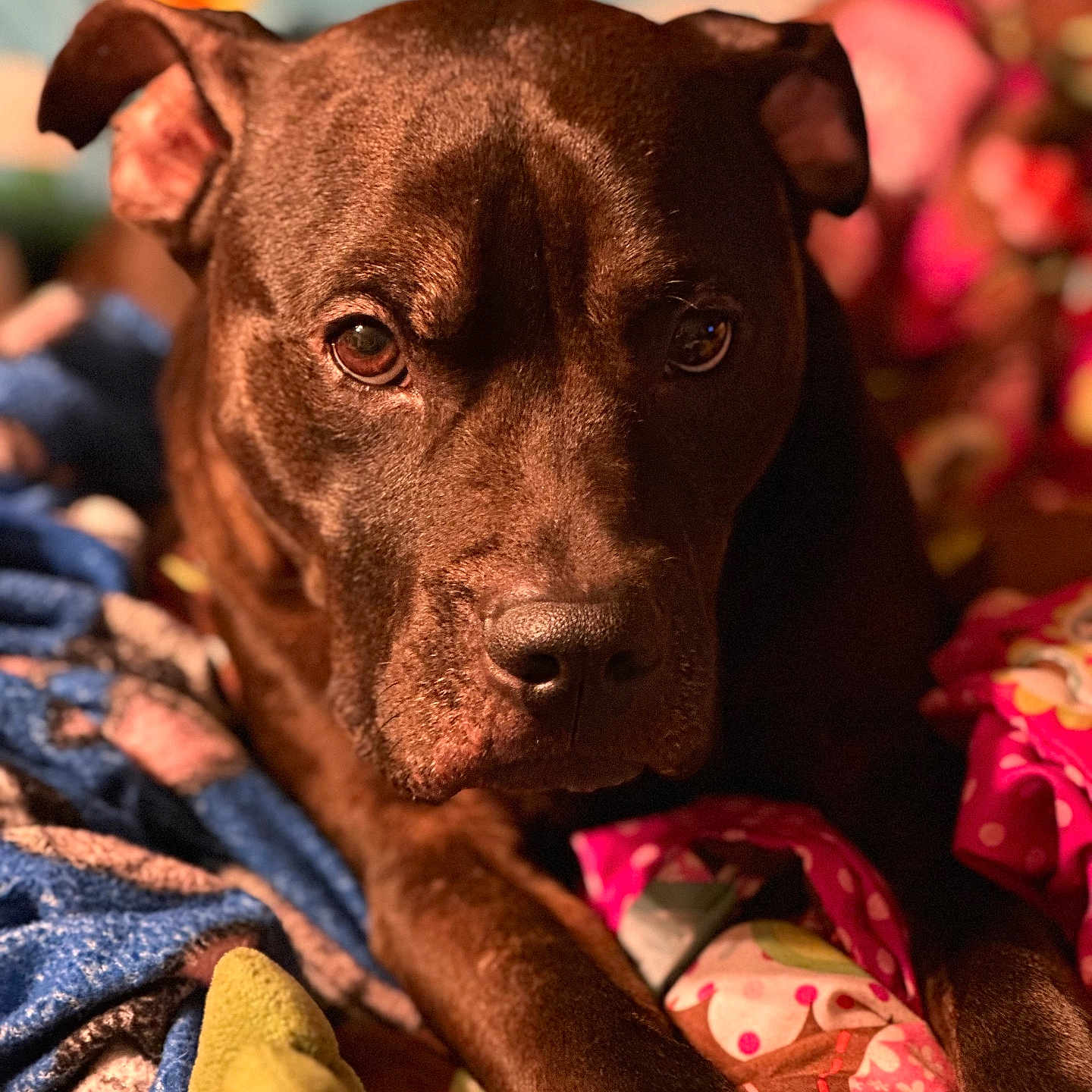 Winchester Colt is registered to the contest to win money with this photo: animal, blanket, boxer, bulldog, canine, dog, face, frenchbulldog, furniture, head, hound, labradorretriever, person, pet, photography, pitbull, portrait, puppy, quilt, snout