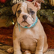Ozzy is registered to the contest to win money with this photo: bulldog, puppy, dog, christmas_tree, ornaments, snowflake_decoration, collar, indoor, carpet, holiday, festive, cute, pet, portrait, sitting, decorations, christmas_lights, animal, christmas, brown