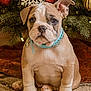 animal, brown, bulldog, carpet, christmas, christmas_lights, christmas_tree, collar, cute, decorations, dog, festive, holiday, indoor, ornaments, pet, portrait, puppy, sitting, snowflake_decoration